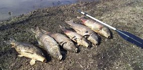 В Ташлинском районе полиция проверяет информацию о массовой гибели рыбы в реке Иртек 