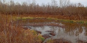 В Бузулукском бору показали бобровые кварталы и рассказали, как их семейства готовятся к зиме