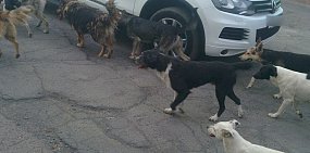 В Орске по-прежнему ни один подрядчик не соглашается отлавливать бездомных собак