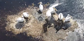 На озере в Оренбургской области обитают пеликаны