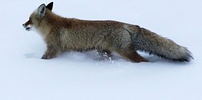 В Оренбургской области случаев заражения бешенством людей не было с 2011 года, но риск остается