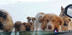 В 5 районах Оренбургской области ввели режим экстраординарной ситуации для отлова бездомных собак