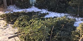 В этом году в Оренбурге будут работать 17 елочных базаров. Интерактивная карта торговых точек