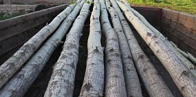 В Бугуруслане возбуждено уголовное дело за незаконную вырубку леса
