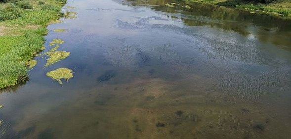 Видно дно и рыбу: в Оренбурге сильно обмелел Урал