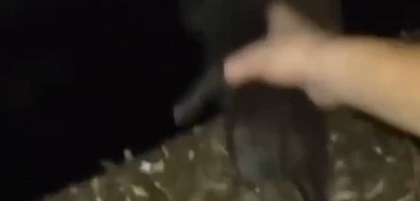 «Скидывай его!»: В Оренбургской области дети хотели сбросить котенка с моста и снять это на видео 