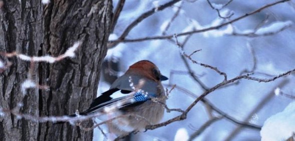 Зимняя природа Оренбургской области