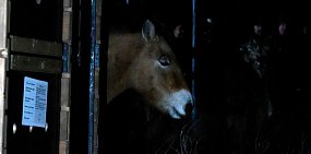 8 диких лошадей Пржевальского из Оренбургского заповедника переселили в Хакассию