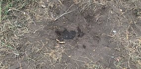 Если в земле ямка, рядом «ристалище»: В Бузулукском бору начался сезон лосиных свадеб