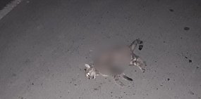 В Орске стая бродячих собак растерзала кошку