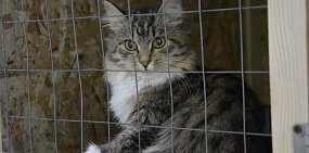 Недобросовестный бизнес: откуда берутся дешевые и больные «породистые» животные