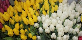 Тюльпаны в одном из орских цветочных магазинов