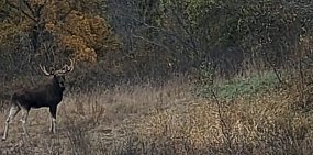 Лось в Бузулукском бору во время погони за самкой. Фото пресс-служба нацпарка