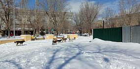 Собаки в Оренбурге, фото сделано 04.03.2021