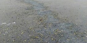 В центре Орска тротуары засыпали пылью, чтобы закрыть жидкий битум