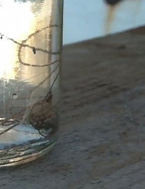 В Оренбургской области в питьевой воде обнаружили червей (видео)