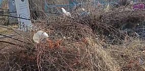 Кладбище в поселке Нагорный завалено мусором и ветками, фото: скрин видео из тг чата Евгения Солнцева