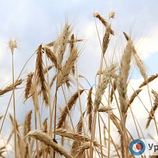 Оренбургская пшеница