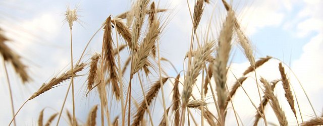 Оренбургская пшеница