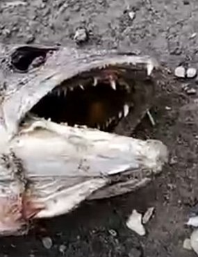 На Ириклинском водохранилище массовый мор рыбы (видео)