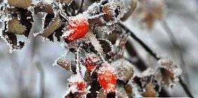 Ближайшие дни в Оренбургской области будут морозными