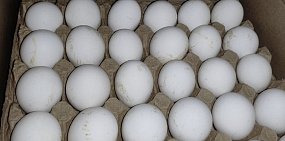 Яйца, которые пытались перевезти через границу. Фото: Россельхознадзор Оренбургской области 