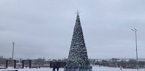 Ель возле спортшколы «Надежда»