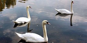 В Оренбургской области охотники застрелили лебедей