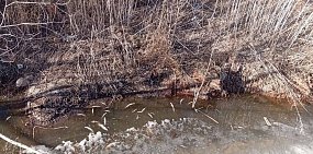 Водоем на территории тропы здоровья. Источник: Подписчица Урал56.Ру