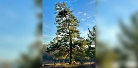 Сосна в Бузулукском бору. Фото пресс-служба национального парка «Бузулукский бор»