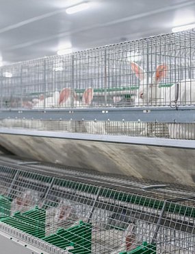 Компания «Оренбургский кролик» может стать банкротом