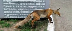 В жилом квартале Оренбурга поселилась дикая лиса