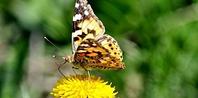В Оренбургской области в этом году нашествие бабочек