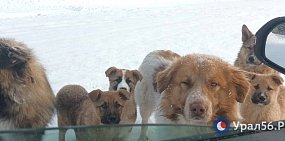 В Оренбургской области начали отменять режим экстраординарной ситуации с бездомными собаками