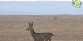 Косуля бежит. Стоп-кадр из видео Дирекция ООПТ