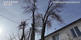 Аварийные деревья. Стоп-кадр из видео «Народного фронта»