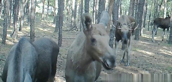 «Разговор» лосей попал на видео в Бузулукском бору