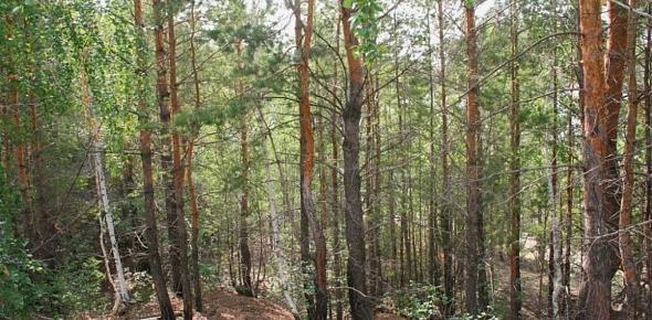 Лес в Оренбургской области