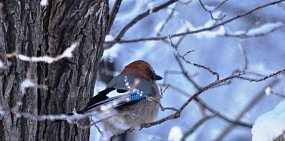 Когда в Оренбургской области спадут морозы? Северные потоки воздуха скоро сменятся южными