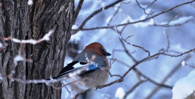 Когда в Оренбургской области спадут морозы? Северные потоки воздуха скоро сменятся южными