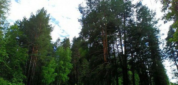 В свет вышел часовой фильм-детектив о национальном парке Бузулукский бор