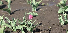 На клумбах Оренбурга распустились первые тюльпаны