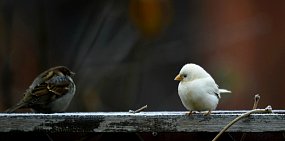 Оренбургский фотограф-анималист сфотографировал воробья-альбиноса