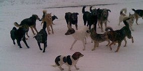 В России из-за бродячих собак впервые будут судить чиновника. Животные загрызли 4 человек, еще 2 покусали