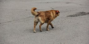 В Оренбурге стая собак пугает жителей домов по ул. Братьев Хусаиновых 