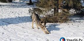 Какая погода будет на выходных в Оренбургской области?