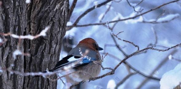 Когда в Оренбургской области спадут морозы? Северные потоки воздуха скоро сменятся южными