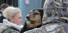 Нетрезвый мужчина в Оренбургской области выбросил собаку со 2 этажа. Теперь он может лишиться свободы на 3 года 