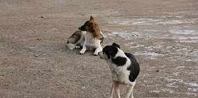 Бездомные собаки. Фото из архива
