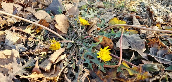 Завтра наступит календарная зима, а в Оренбургской области цветут одуванчики и набухают почки на деревьях